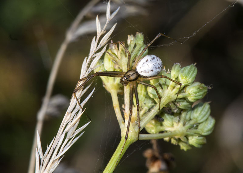 Larinioides sp ?  No,  Linyphia cfr. tenuipalpis  - P.N. del Gran Sasso